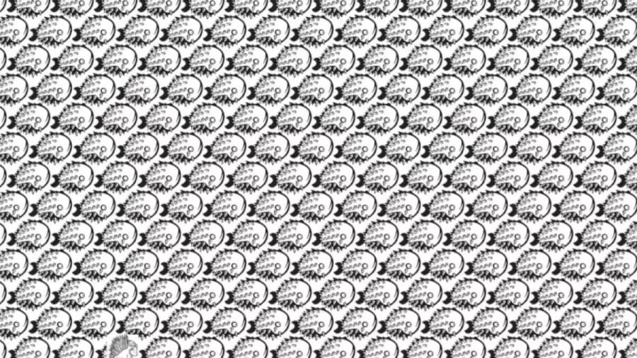 Can You Spot The Porcupine Among The Fishes Within 12 Seconds? Explanation And Solution To The Optical Illusion