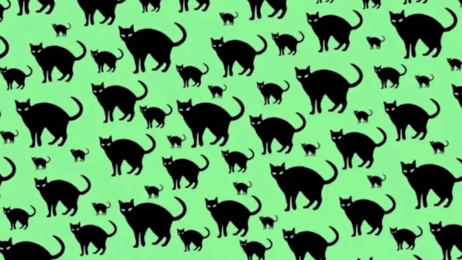 Can You Spot The Rat Among The Cats Within 12 Seconds? Explanation And Solution To The Optical Illusion