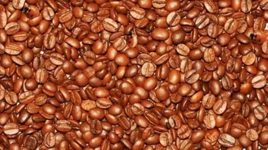 Can You Spot the Hidden Ladybugs among these Coffee Beans within 12 Secs? Explanation and Solution to the Optical Illusion