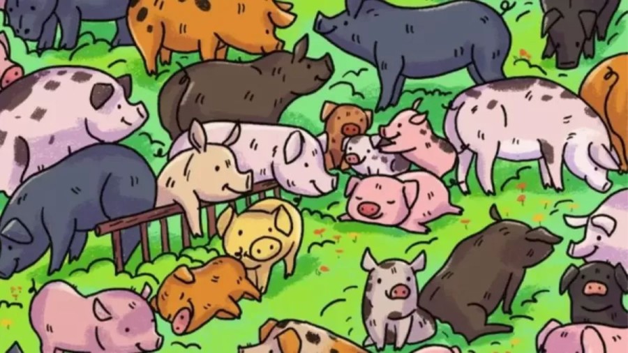Can You Spot the Hippopotamus Among the Pig Within 8 Seconds? Explanation and Solution to the Hippopotamus Optical Illusion