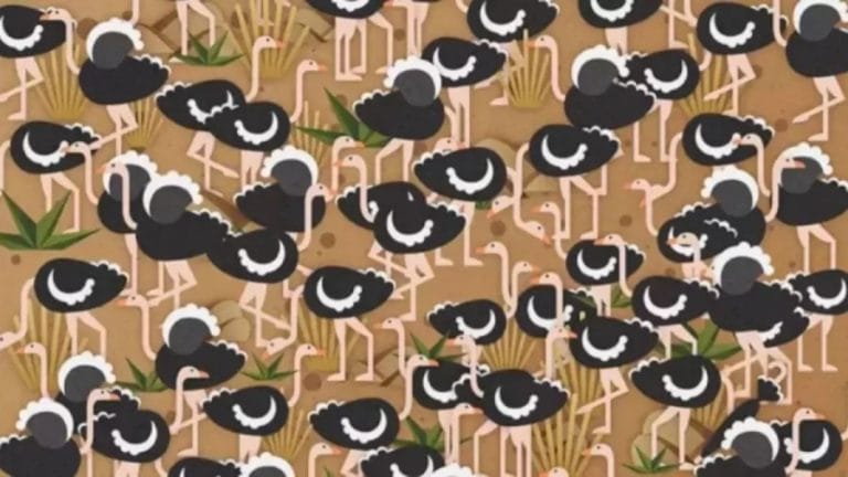 Can you find the Hidden Umbrella among the Ostriches in 15 Seconds? Explanation and Solution to the Optical Illusion