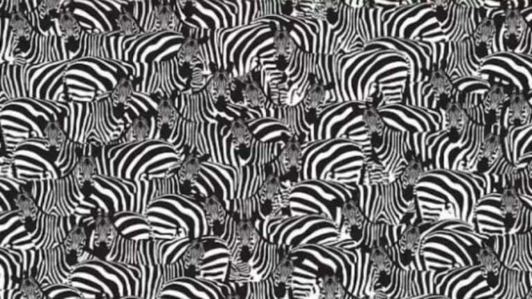 Can you spot the Hidden Piano Keyboard among these Zebras within 30 Seconds? Explanation and Solution to the Hidden Piano Keyboard Optical Illusion