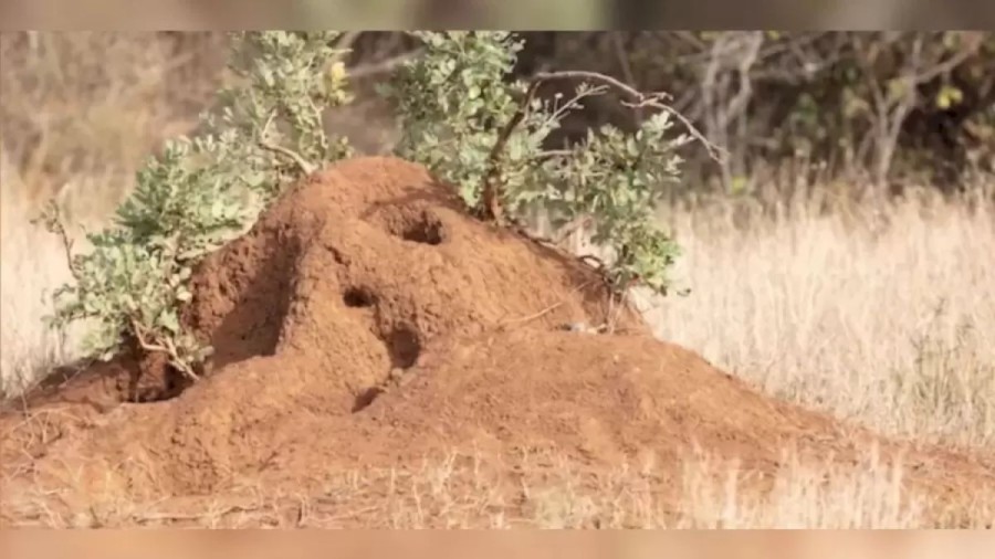 Finding Banded Mongoose Optical Illusion: You Are A Genius If You Catch The Banded Mongoose In This Picture Within 15 Seconds