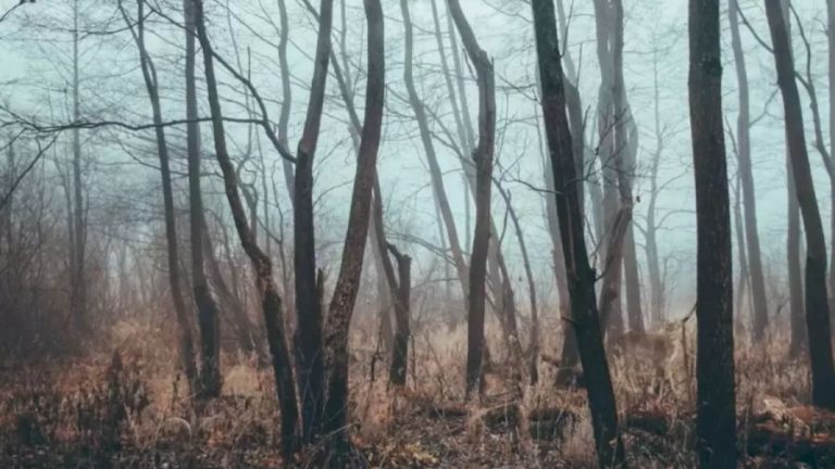 Finding Elk Optical Illusion: Within 10 Seconds, Try to Find the Elk in this Leafless Forest