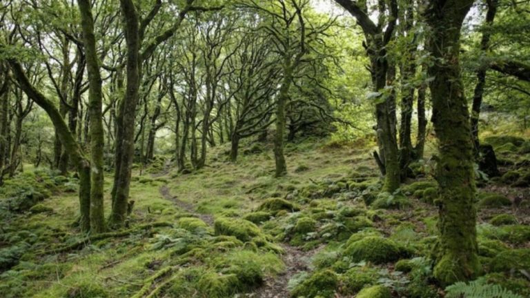 Finding Ferret Optical Illusion: Can You Spot The Ferret In This Forest Within 20 Seconds?