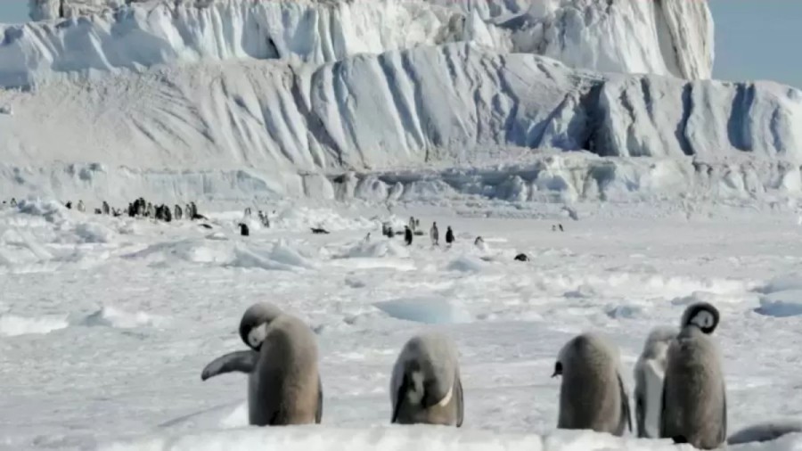 Finding Polar Bear Optical Illusion: You Are A Champion If You Locate The Polar Bear Among These Penguins Within 15 Seconds