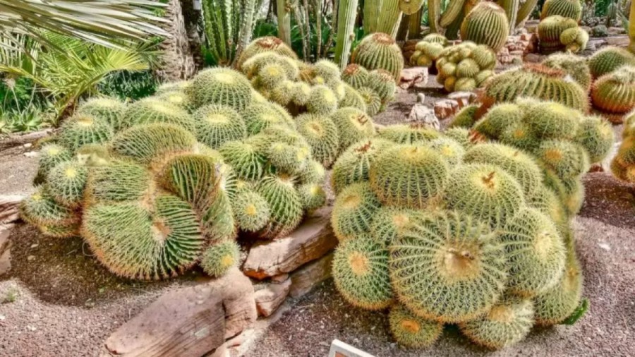 Hedgehog Search Optical Illusion: Only A Genius Can Find The Hedgehog In This Cactus Image In Less Than 10 Seconds. Can You?