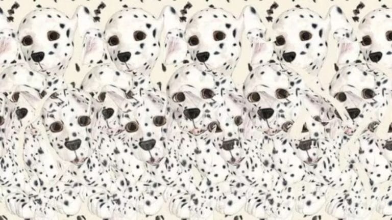 How Many Puppies Do You See In This Image? Explanation and Solution To The Optical Illusion