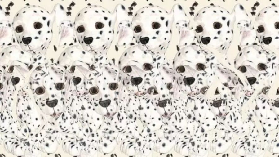 How Many Puppies Do You See In This Image? Explanation and Solution To The Optical Illusion
