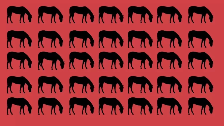 Odd Silhouette Optical Illusion: Only 5% Can Find The Odd Horse In This Image. Can You?