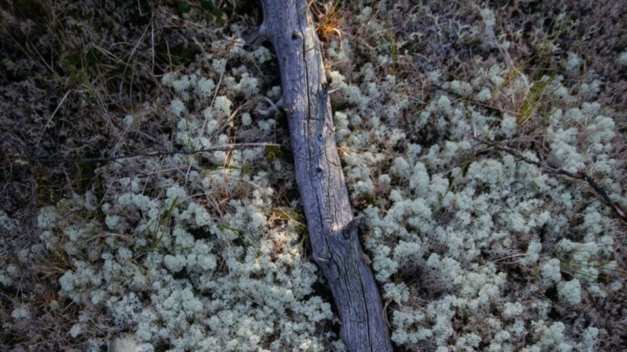 Optical Illusion: An Average Person Will Take 13 Seconds To Locate The Pika In This Image. What About You?