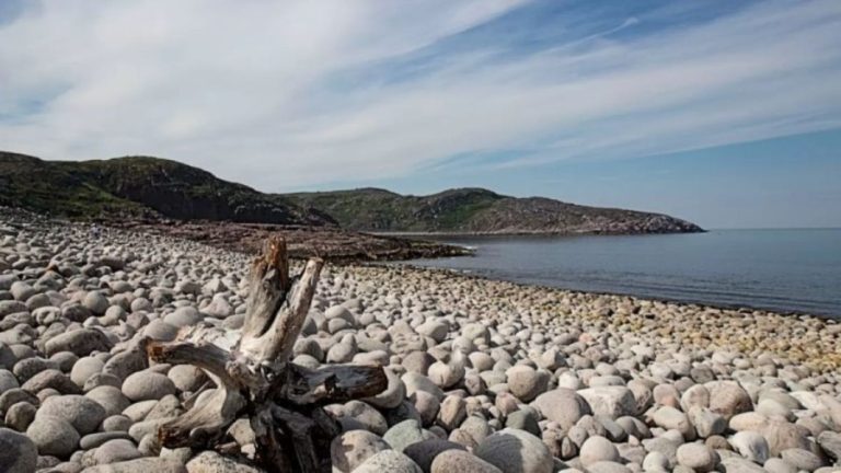 Optical Illusion Brain Test: Only 10% can locate the Seagull in 25 Seconds