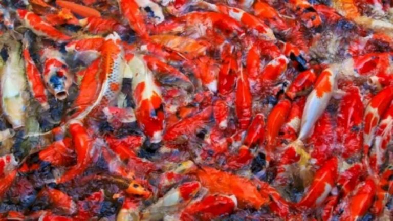 Optical Illusion Brain Test: Try To Spot The Carrot Fell Among These Fishes In Less Than 15 Seconds