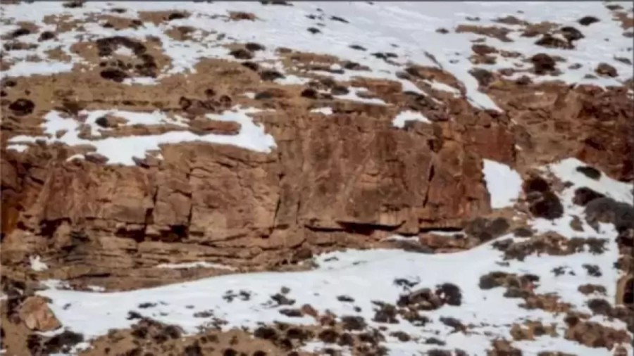 Optical Illusion: Can You Detect The Snow Leopard In This Picture?