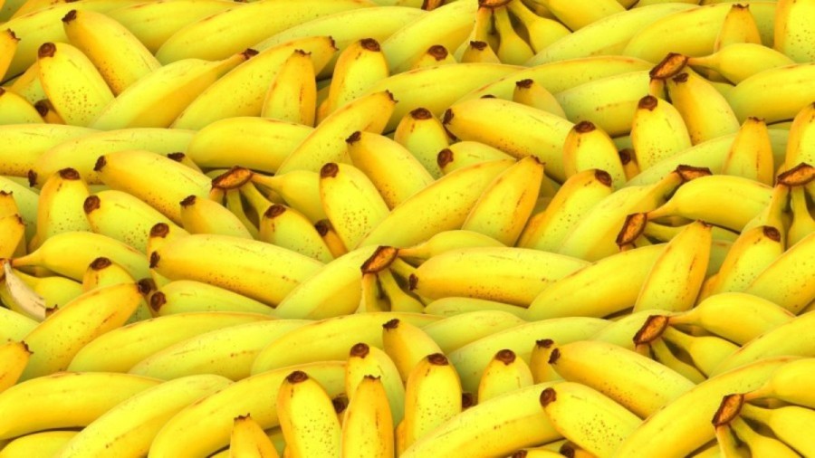 Optical Illusion: Can You Find a Plantain Hidden Among these Bananas