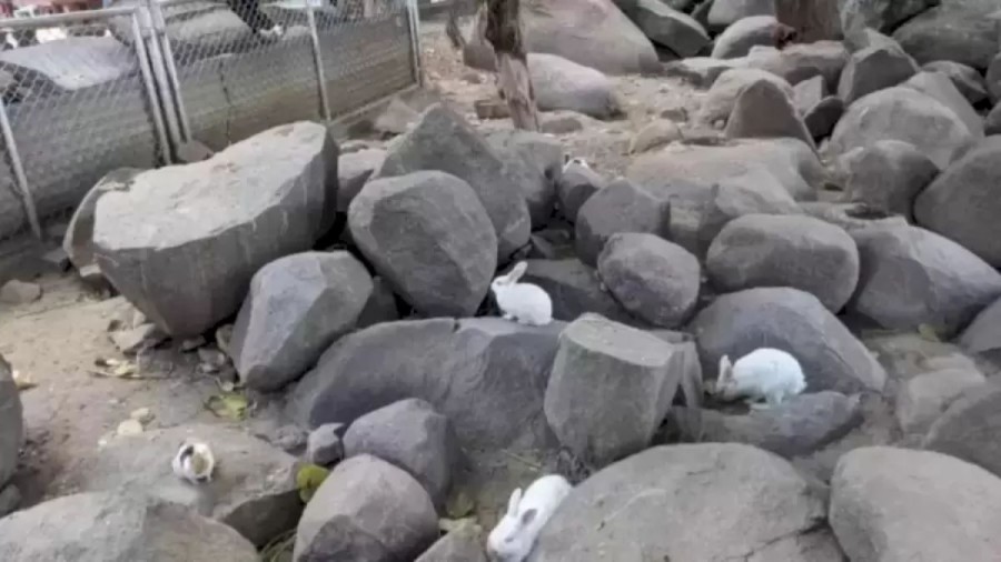 Optical Illusion: Can You Find the Hidden Pig Among the Rabbits in 12 Seconds?