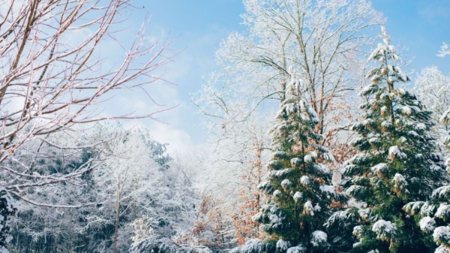 Optical Illusion: Can You Find the Snow Owl in 10 Seconds?