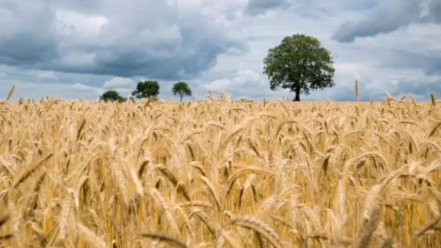 Optical Illusion: Can You Spot The Scarecrow In This Field Of Wheat In Less Than 20 Seconds?