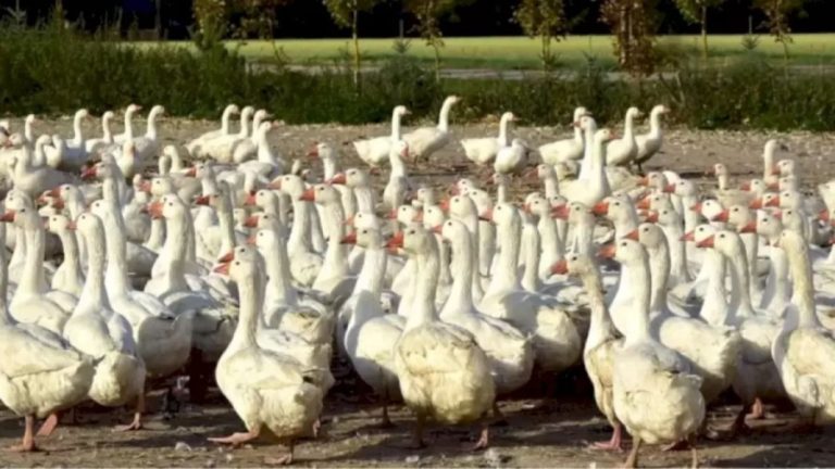 Optical Illusion: Can You Spot a Seal Among the Ducks in 12 Seconds?