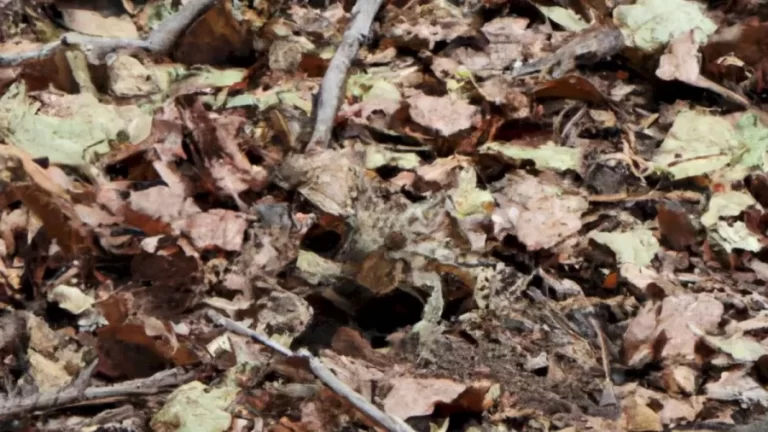 Optical Illusion Challenge: If You Manage To Spot The Chameleon Among These Leaves And Sticks Within 13 Seconds, You Have Hawkeyes