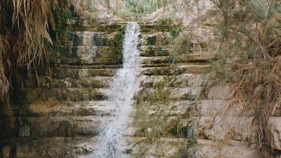 Optical Illusion Challenge: In This Waterfall, Find The Jaguar In Less Than 10 Seconds
