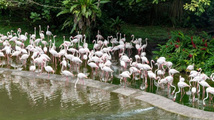 Optical Illusion Challenge: Try to Find the Crane Among the Flamingoes in this Picture within 15 Seconds