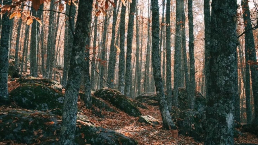 Optical Illusion Challenge: We Challenge You To Detect The Marmot In This Forest Within 15 Seconds