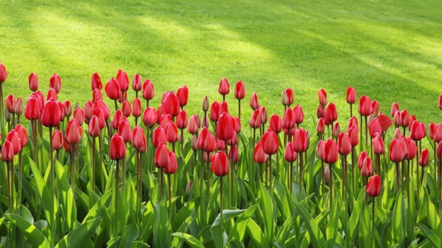Optical Illusion Challenge: We Challenge You To Find The Rose Among These Tulips In Less Than 15 Seconds