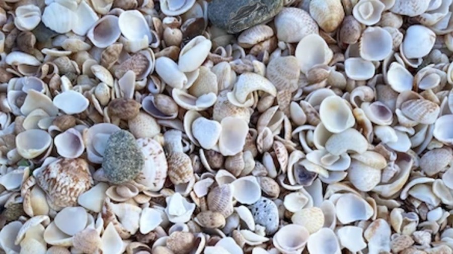 Optical Illusion Eye Test: Can You Spot The Crab In This Pile of Seashells Within 10 Seconds?