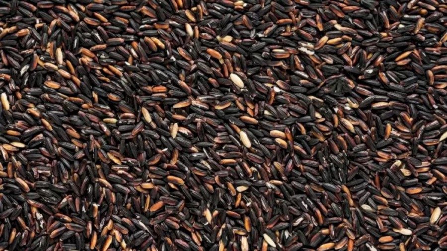 Optical Illusion Eye Test: Can You Spot a Charcoal Hidden Among the Grains in 12 Seconds?