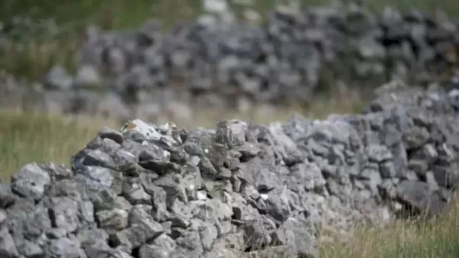 Optical Illusion Eye Test Challenge: Can You Find the Owl Camouflaged in the Stone Wall in 10 Seconds?