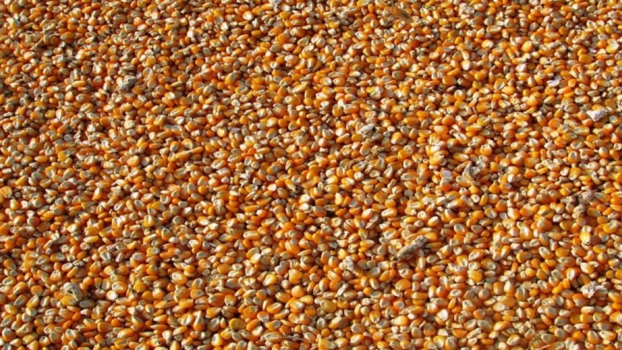 Optical Illusion Eye Test: Identify the Insect Among the Corn Grains in this Picture within 15 Seconds