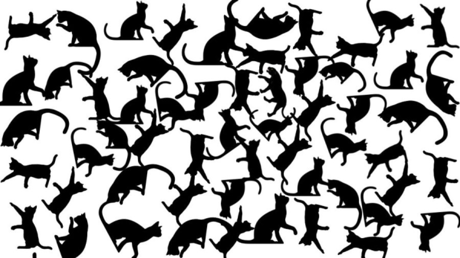 Optical Illusion Eye Test: Only Few People with Keen Eyes Can Identify the Black Panther Among the Cats