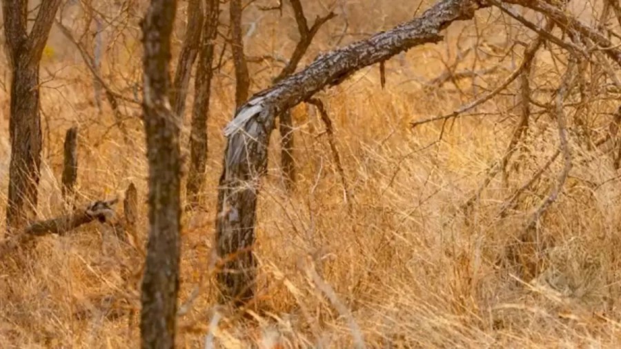 Optical Illusion Eye Test: You Will Be Amazed By The Camouflaging Ability Of The Jaguar In This Image