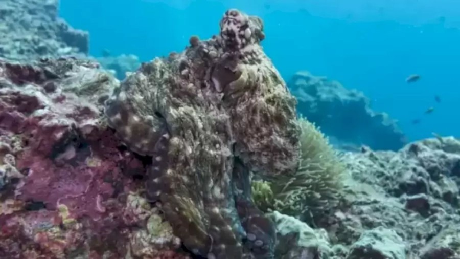 Optical Illusion Eye Test: You Wont Believe Your Eyes After Knowing The Location Of The Octopus In This Underwater Image