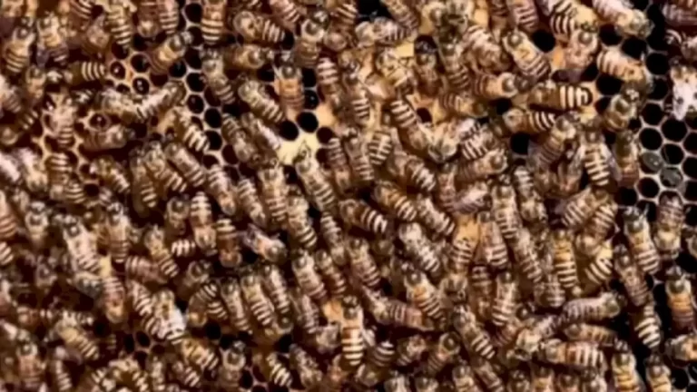 Optical Illusion Find And Seek: Are You Smart Enough To Locate The Ant Among These Bees?