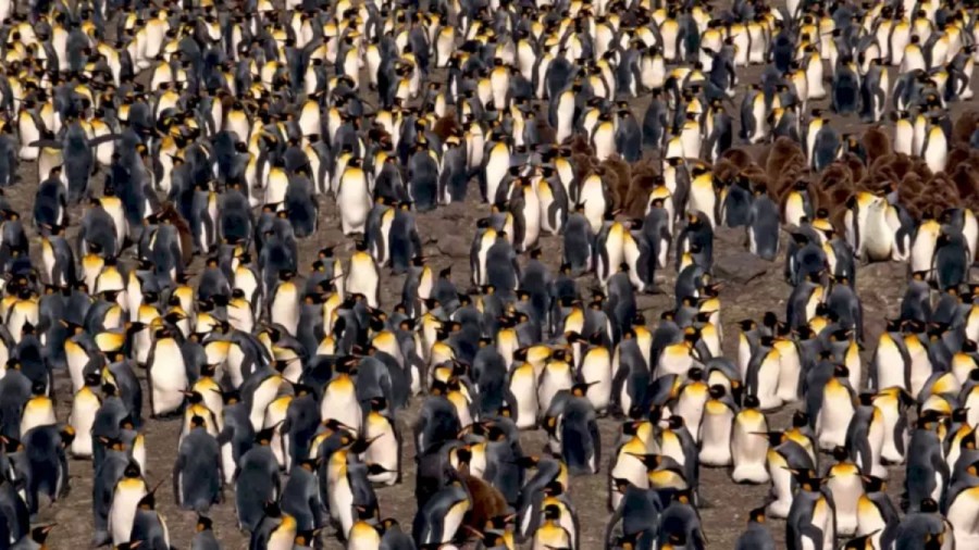 Optical Illusion Find And Seek: Seal Among Penguins! Within 19 Seconds, Locate The Seal Here