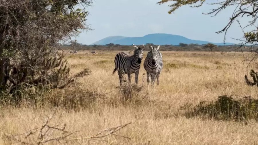 Optical Illusion Find And Seek: These Zebras Are Monitored By A Hyena In This Image. Can You Find The Hyena Within 15 Seconds?