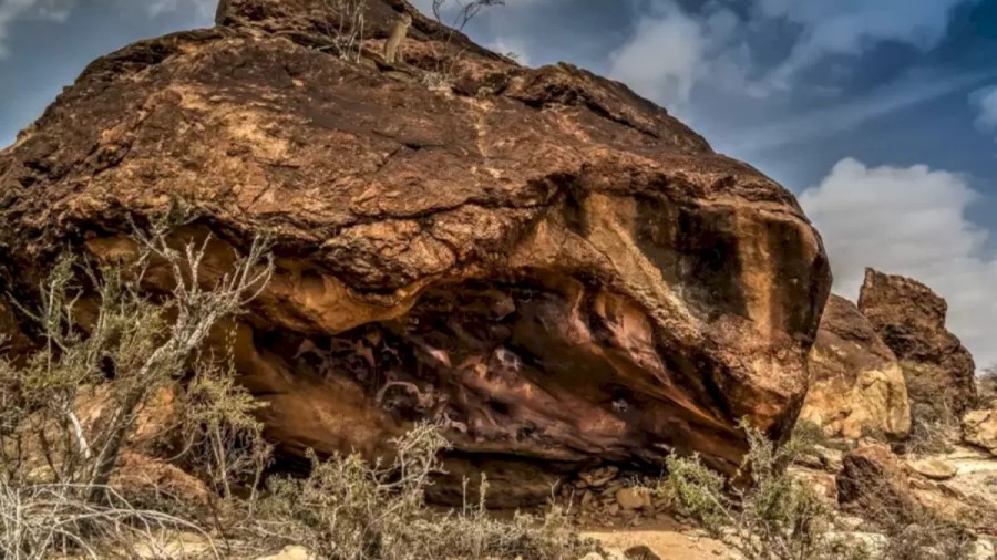 Optical Illusion Find And Seek: Within 15 Seconds, Find The Hidden Cheetah Here