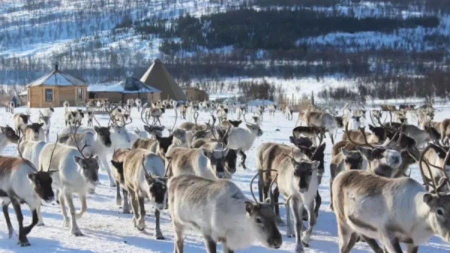 Optical Illusion Find and Seek: Can you locate the Hidden Wolf among these Reindeers within 15 Seconds? Explanation and Solution to the Hidden Wolf Optical Illusion