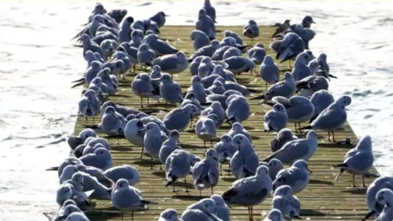 Optical Illusion For Brain Test: Crow Among Seagulls! Locate The Crow In This Image Within 16 Seconds