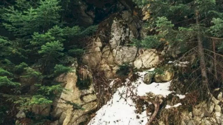 Optical Illusion Hide and Seek: Spotting the Goat in this Image is not Easy. Give it a Try