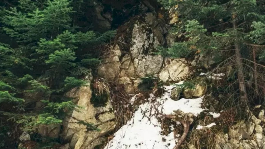 Optical Illusion Hide and Seek: Spotting the Goat in this Image is not Easy. Give it a Try