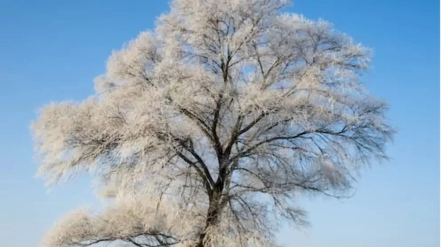 Optical Illusion Hide and Seek: Within 17 Seconds, Can you spot the Snow Owl in this Image?