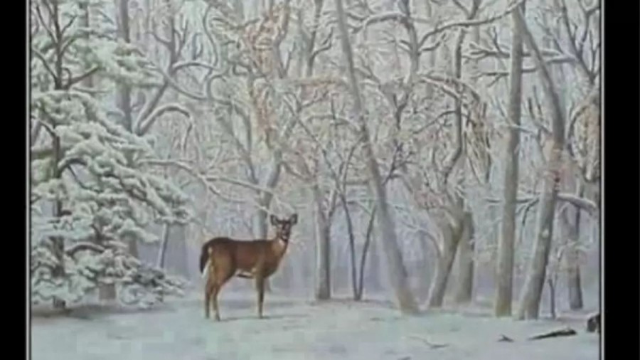 Optical Illusion: How Long It Took For You To Detect The Second Deer In This Image?