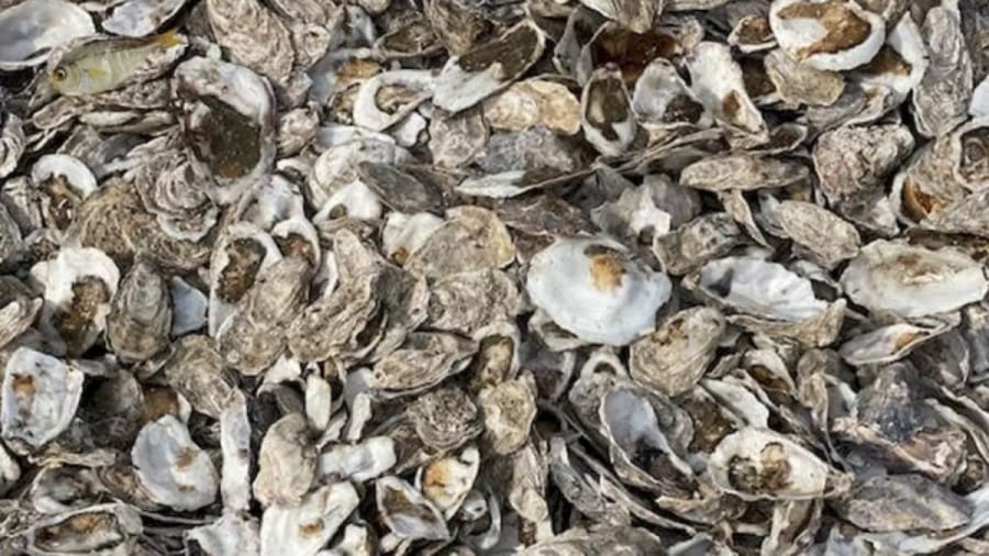 Optical Illusion: How Long it took for you to locate the Dried Fish among these Mussels Shells