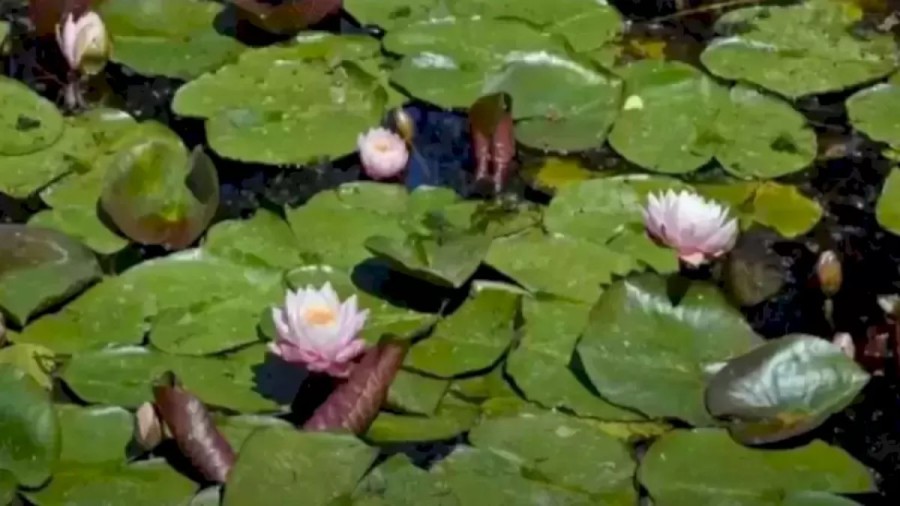 Optical Illusion IQ Test: Can You Locate The Hidden Frog Inside The Lotus Pond?