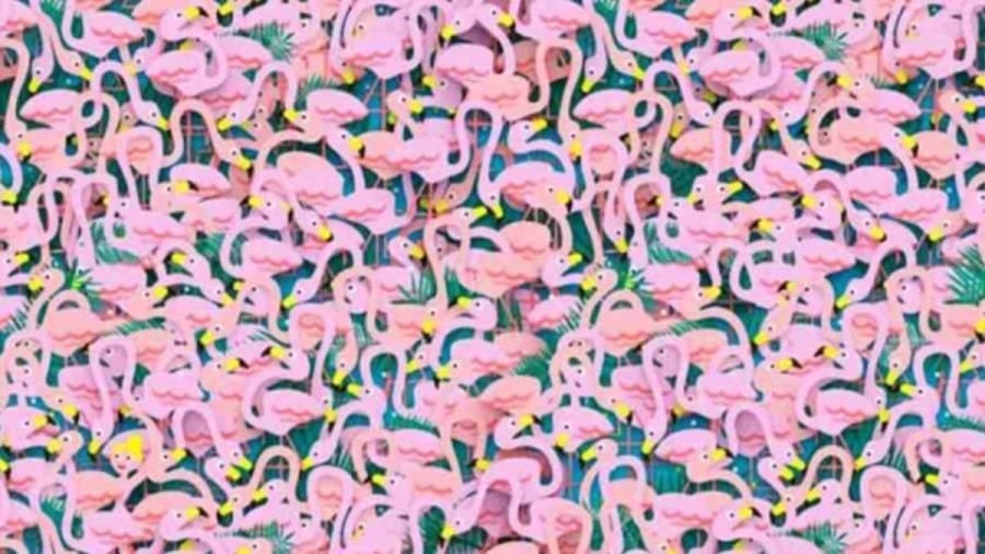 Optical Illusion IQ Test: Can you find the Ballet Dancer Hidden among the Flamingos within 15 Seconds?