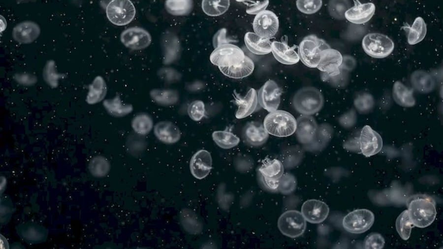 Optical Illusion IQ Test: If you locate the Mushroom among these Jellyfishes in less than 17 Seconds you are a Genius