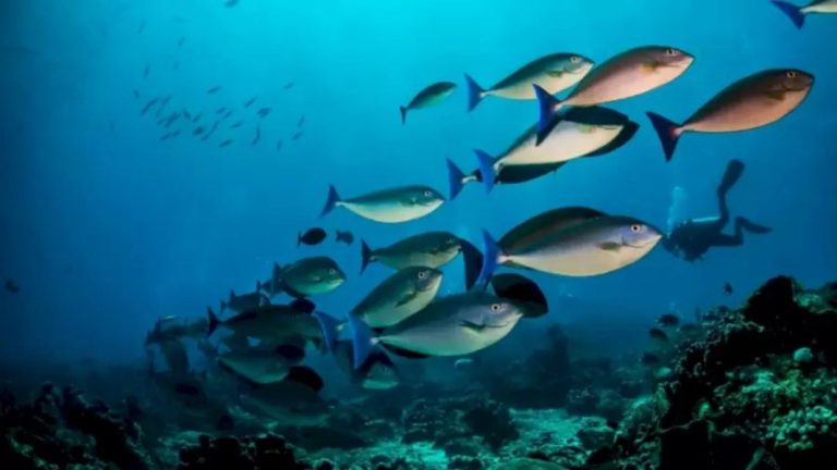 Optical Illusion IQ Test: You Have Shark Eyes If You Detect The Shark Among These Fishes Within 19 Seconds